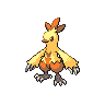 Combusken, coloração shiny